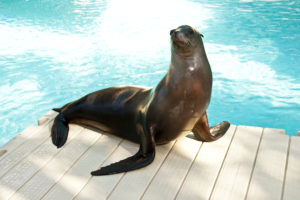 Silly Sea Lions