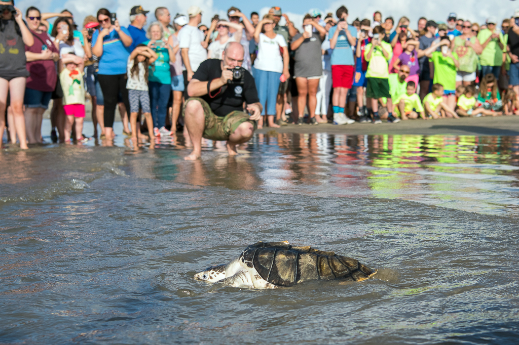 32 Sea Turtles Released on World Turtle Day - The Houston Zoo