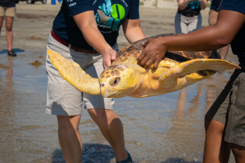 sea turtle being carried out to the ocean