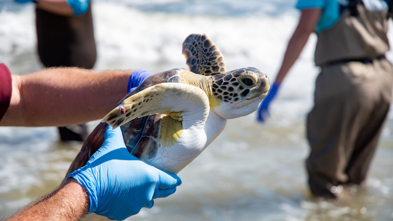 2025 Conservation Successes