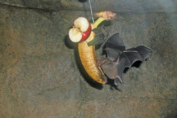 A Little Bit About Bats