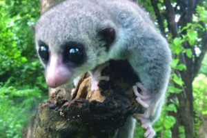 You are Saving a New Species of Lemur in the Wild