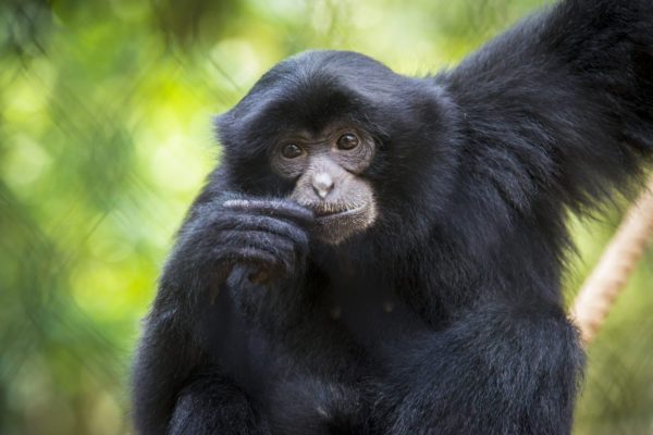 up-close shot of siamang monkey sitting on branch