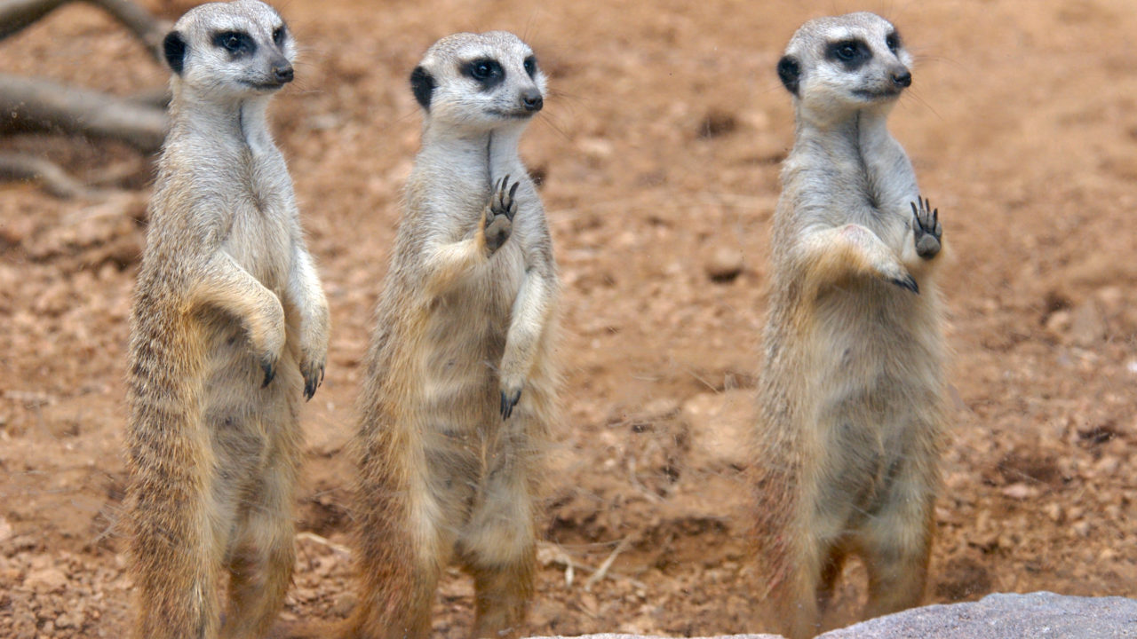 three meerkats standing with paws touching glass