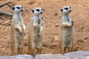 Meerkat
