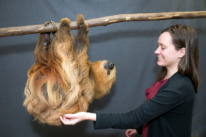 Sloth Encounter