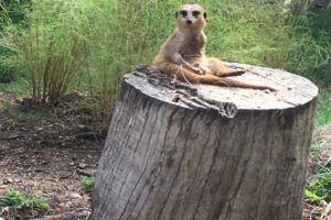 Tiny Animal Receives Massive Care
