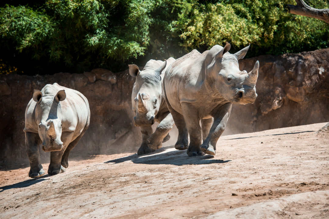 virtual zoo tour india