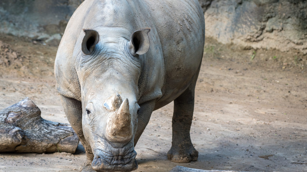 Southern White Rhinoceros - The Houston Zoo