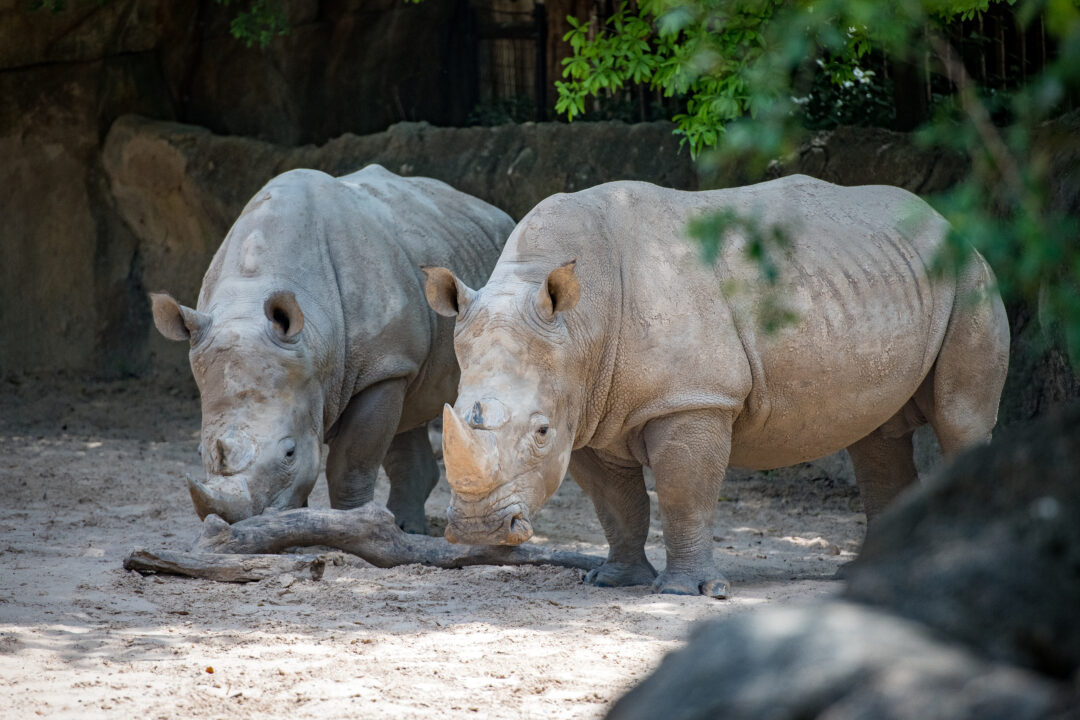 Gift of Grub - The Houston Zoo