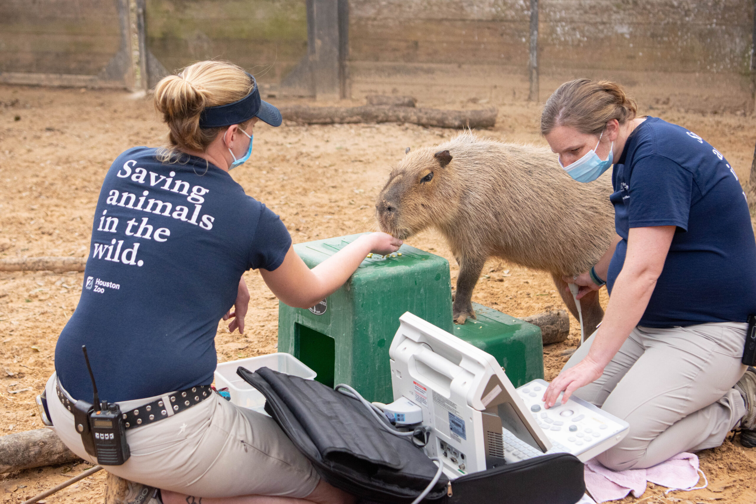 Our Capybara Squirt is a Mom-To-Be - The Houston Zoo