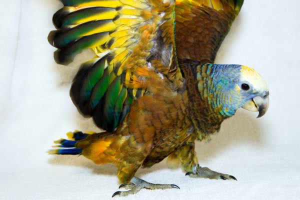 St. Vincent parrot flapping its wings
