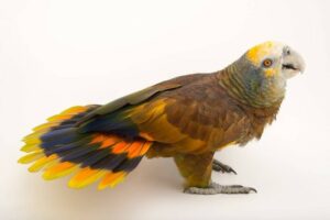 Saving the St. Vincent Parrot