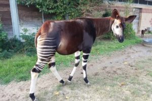 Pen Pals to Save Okapi: “How Do Zoos Help?”
