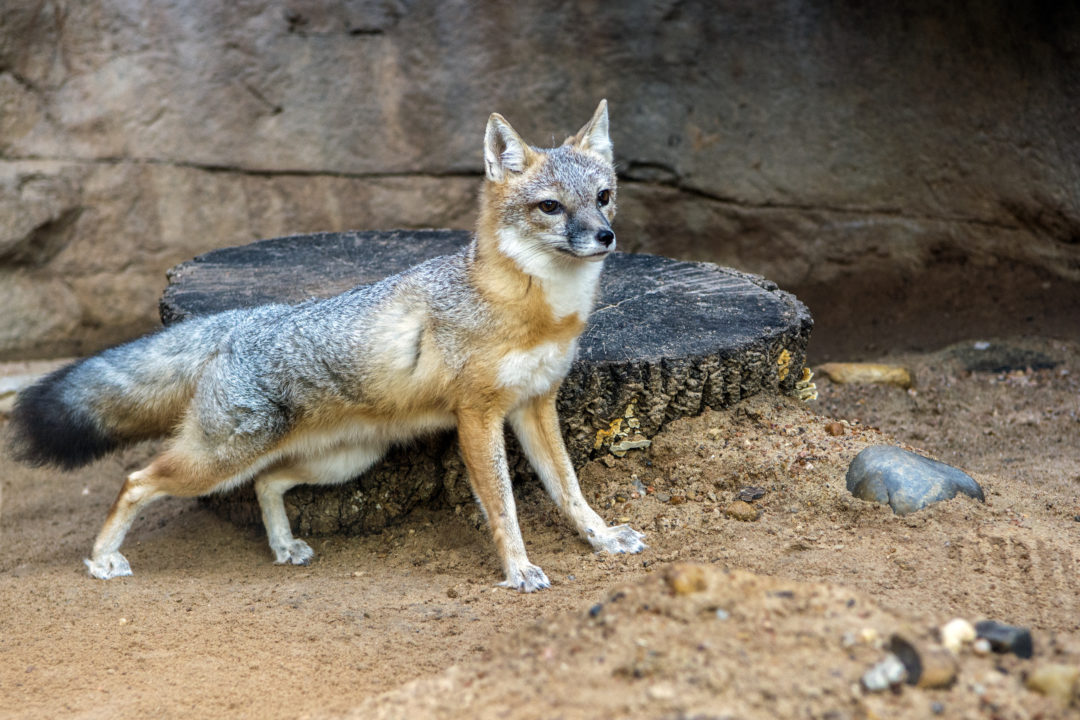 swift fox on alert in habitat