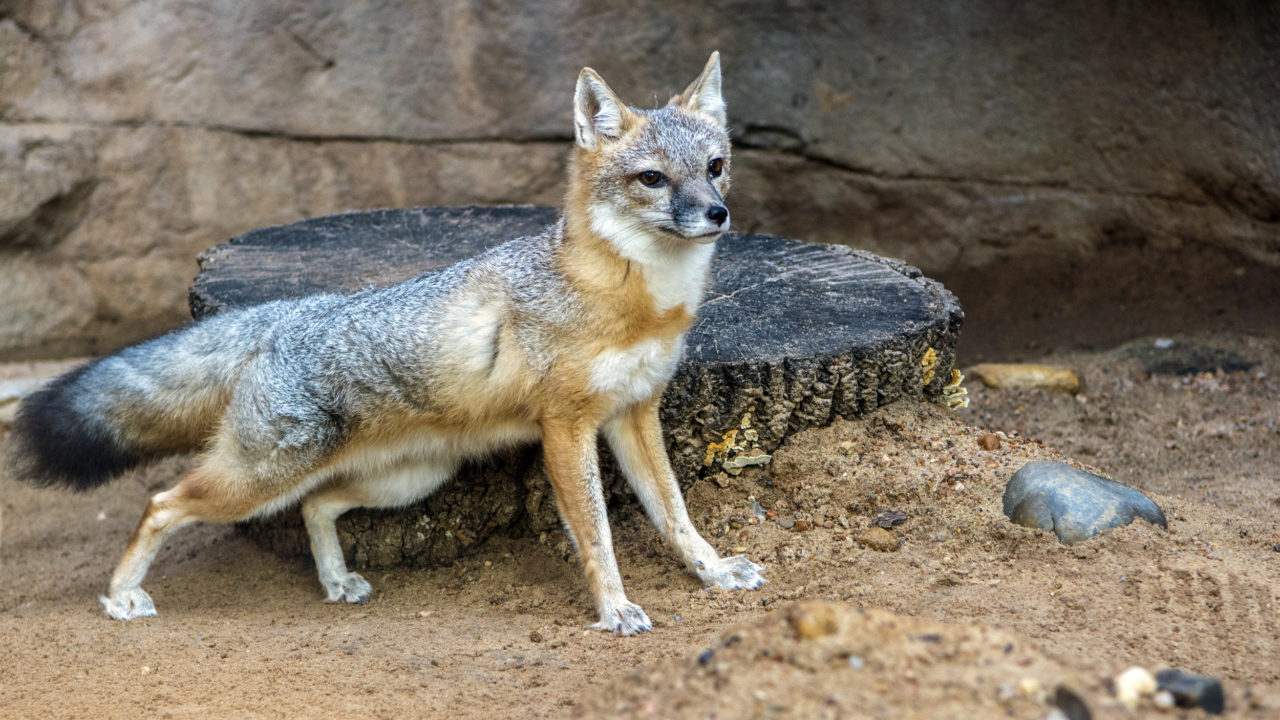 swift fox on alert in habitat
