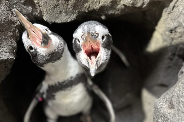 Love is in the Air for our Humboldt Penguins