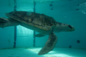 Kemp’s Ridley Sea Turtle Tally Receives Clean Bill of Health From Houston Zoo Experts