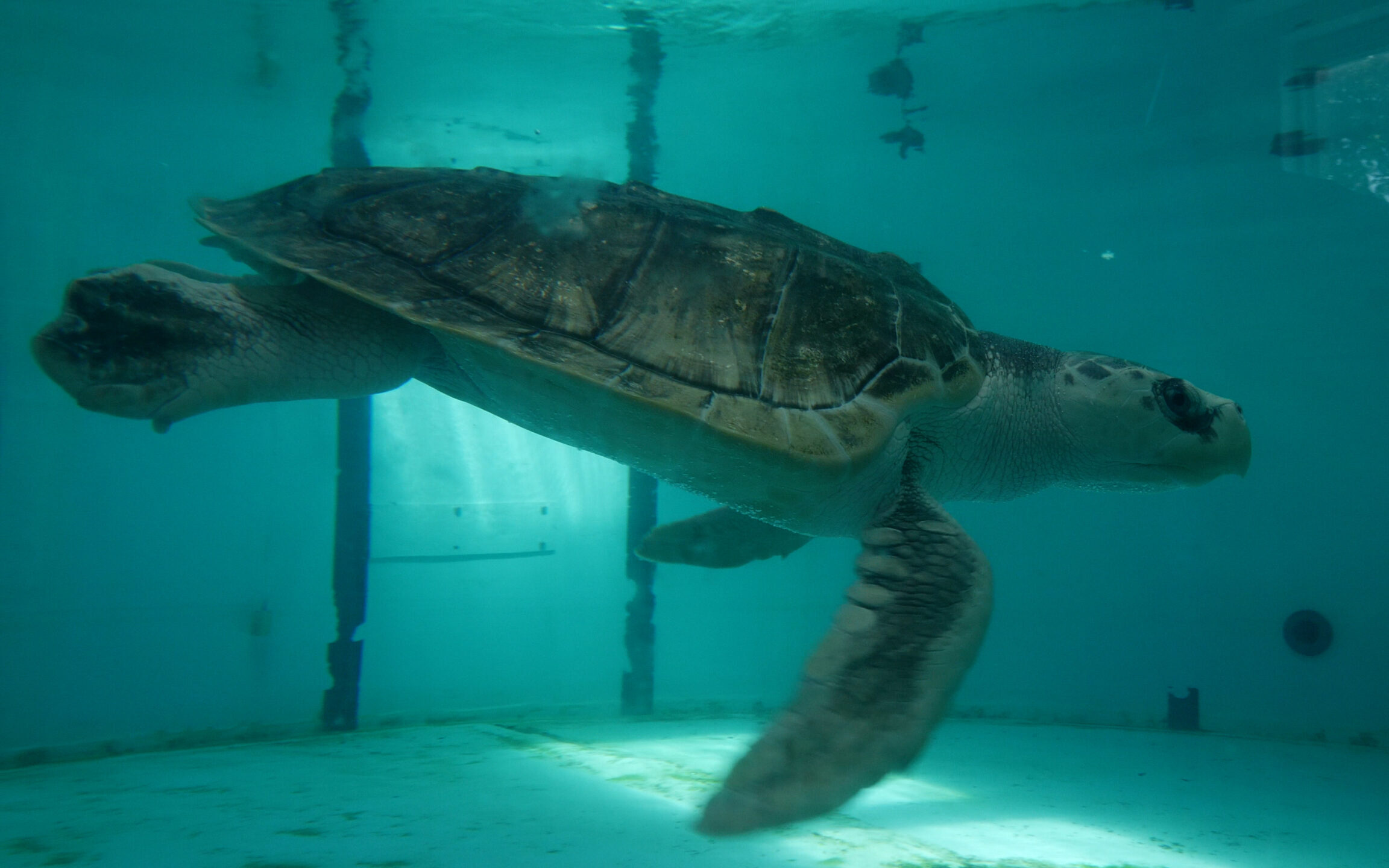 Kemp’s Ridley Sea Turtle Tally Receives Clean Bill of Health From ...