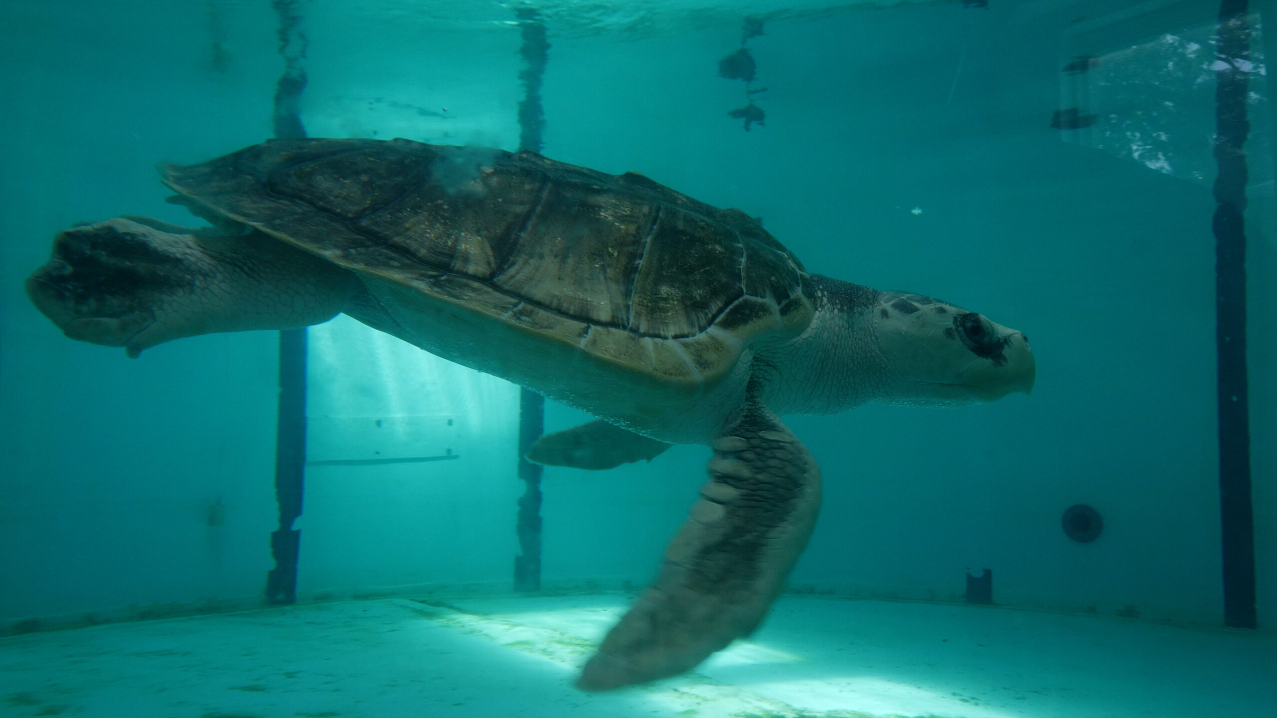 Kemp's Ridley Sea Turtle  National Wildlife Federation