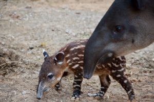 Little Love Born Just in Time for Valentine’s Day