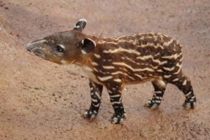 Celebrate Tapirs with Baby Antonio!