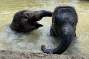 It’s All Sun & Games at the Houston Zoo