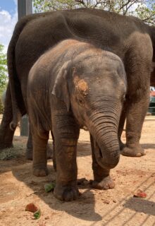 Bouncing Baby Boy Elephant, Teddy, Born at the Zoo - The Houston Zoo