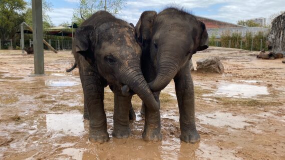 Bouncing Baby Boy Elephant, Teddy, Born at the Zoo - The Houston Zoo