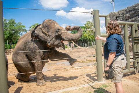 Elephant displays strength and power as it expertly demonstrates Indian ...