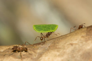 Beautiful Bugs
