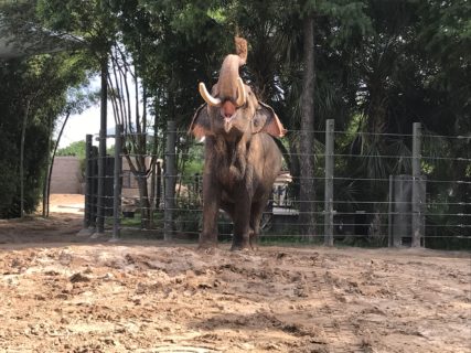 thailand dusting