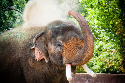 How We Care for our Older Asian Elephants - The Houston Zoo