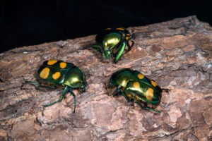 Beautiful Bugs