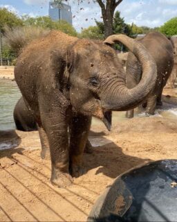 Bouncing Baby Boy Elephant, Teddy, Born at the Zoo - The Houston Zoo