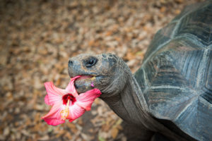 Galapagos Tortoise Encounter