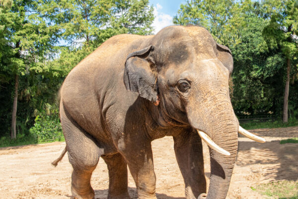 Houston Zoo’s Tucker and Nelson Head to New Home After Years of Impact