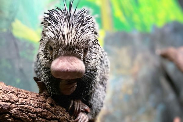 Prehensile-tailed porcupine at Houston Zoo