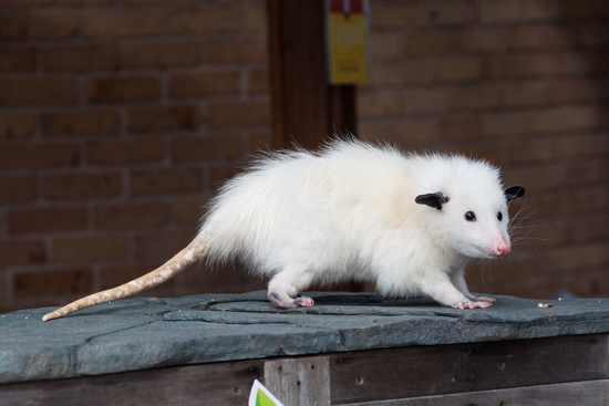opossum pet