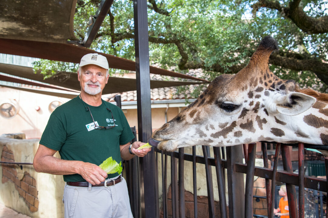 Houston Zoo Volunteer feeding giraffe