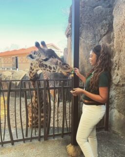 Volunteer Domonique feeding the giraffes