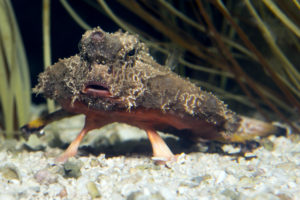 Batfish