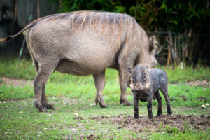 Gus the Warthog