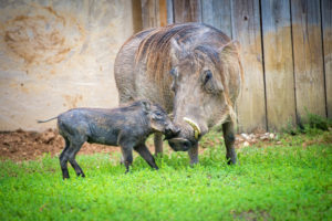 Common Warthog