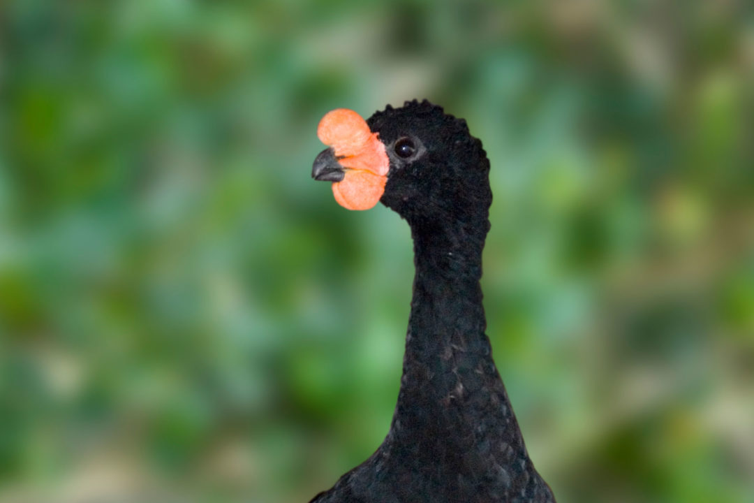 wattled curassow bird