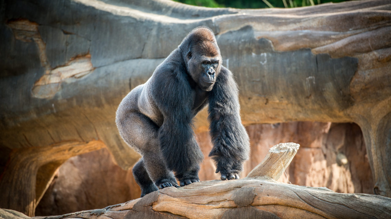 male gorilla walking on tree log