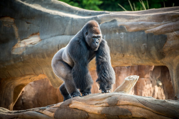 Gorilla The Houston Zoo