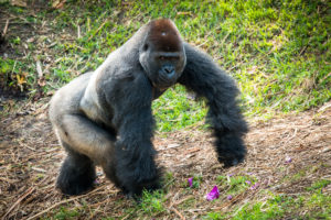 Action for Apes Challenge