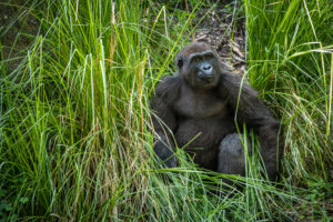 Member Morning: African Forest