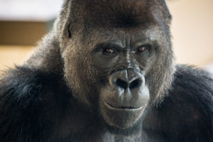 Behind the Scenes at Gorillas